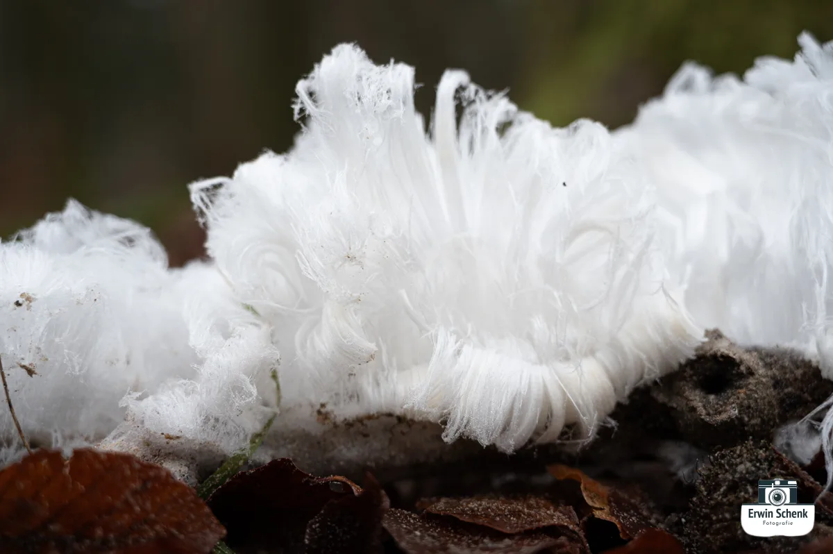 Ontdek de magie van ‘de baard van Koning Winter’