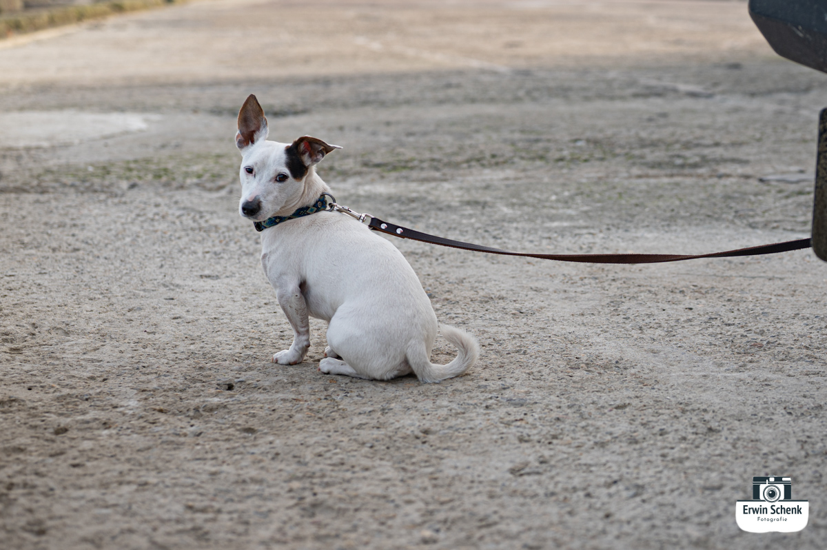 Fotografie en Natuurwandeling: Ontdek de Zuidpier in Ijmuiden